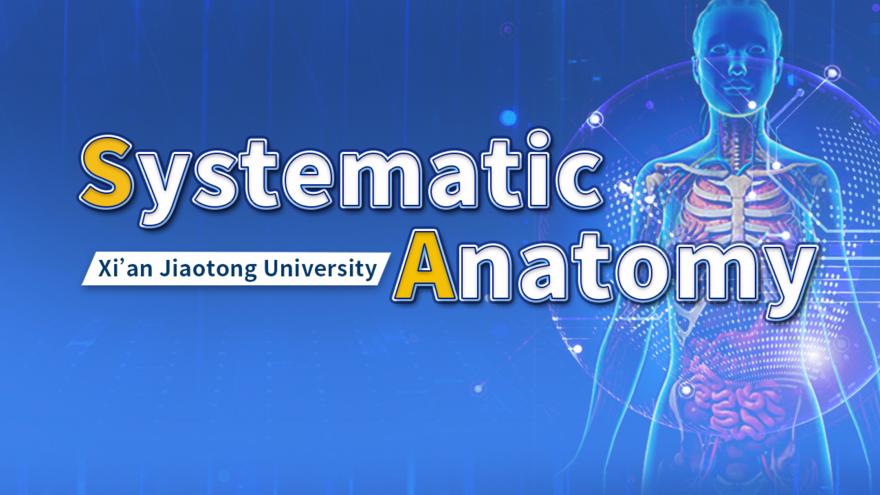 Systematic Anatomy - 西安交通大学 - 学堂在线
